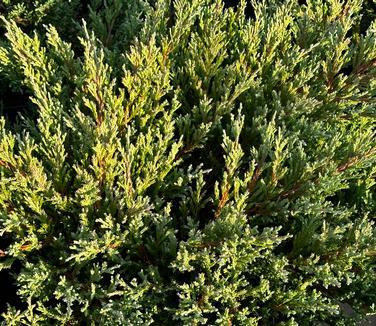 Juniperus horizontalis 'Andorra Compacta' - Juniper Andorra from Pleasant Run Nursery