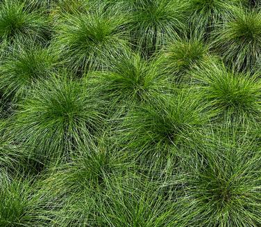 Deschampsia flexuosa - Crinkled Hair Grass from Pleasant Run Nursery
