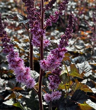 Astilbe chinensis 'Dark Side of the Moon' - Astilbe - Chinese from Pleasant Run Nursery
