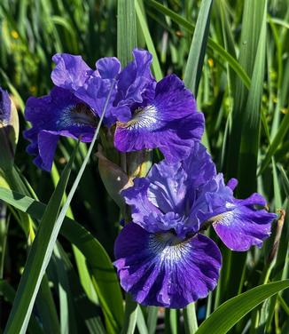 Iris sibirica 'Blueberry Fair' - Siberian Iris from Pleasant Run Nursery