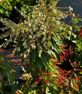 Pieris japonica 'Scarlet O'Hara' - Andromeda - Japanese from Pleasant Run Nursery
