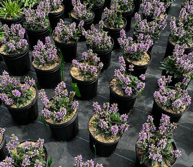 Stachys minima - Dwarf Betony from Pleasant Run Nursery