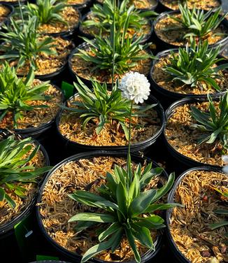 Armeria pseudarmeria 'Ballerina White' - Great Thrift from Pleasant Run Nursery