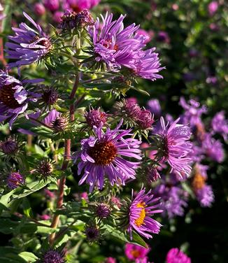 Aster novae-angliae - New England Aster from Pleasant Run Nursery