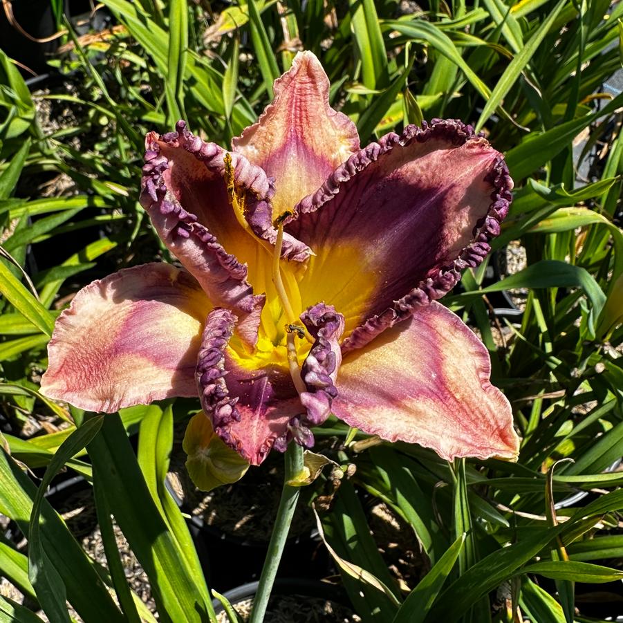 Hemerocallis 'You've Got Soul' - Daylily from Pleasant Run Nursery