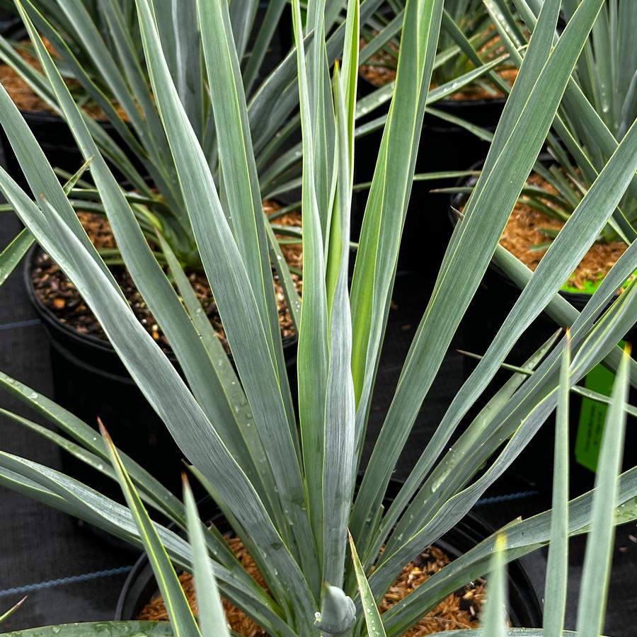 Yucca rigida 'Blue Sentry' - Yucca from Pleasant Run Nursery