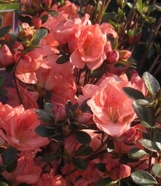 Rhododendron Blaauw's Pink