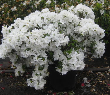 Rhododendron Delaware Valley White