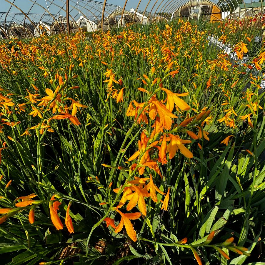 Crocosmia x crocosmiiflora 'George Davidson' - Montbretia from Pleasant Run Nursery