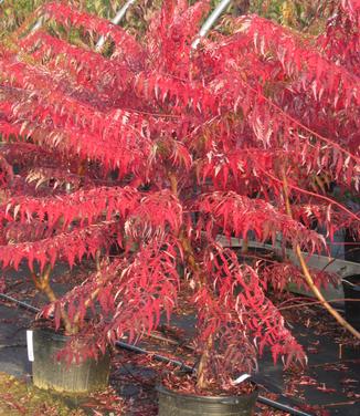 Rhus glabra Laciniata