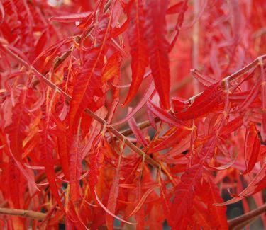 Rhus typhina 'Laciniata' (Fall Color)