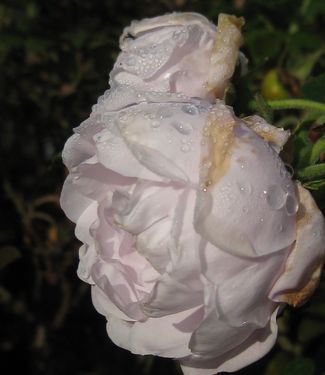 Rosa rugosa Snow Pavement