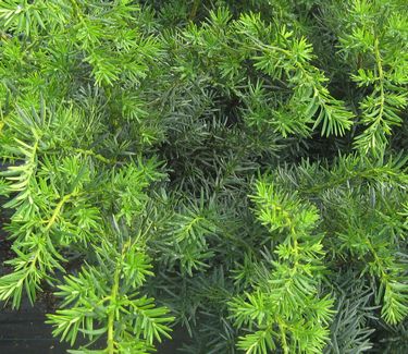 Taxus x media 'Densiformis' - Dense Anglojap Yew