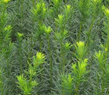 Taxus x media 'Hicksii' - Hicks Anglojap Yew (New growth)