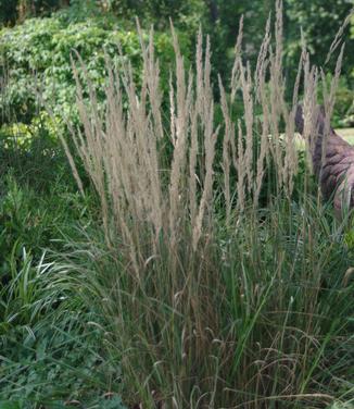 Calamagrostis x acutiflora 'Overdam' - Feather Reed Grass