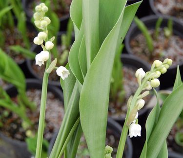 Convallaria majalis - Lily of the Valley