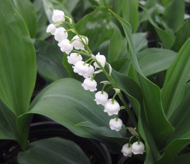 Convallaria majalis Bordeaux 