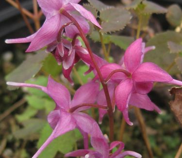Epimedium grandiflorum Rose Queen - Barrenwort