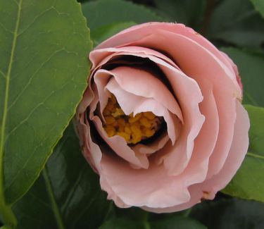 Camellia x April Blush - Camellia