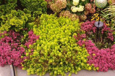 Sedum rupestre Angelina - Stone Orpine