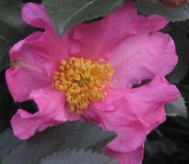 Camellia x 'Long Island Pink'