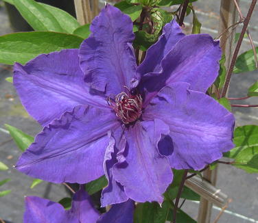 Clematis The President