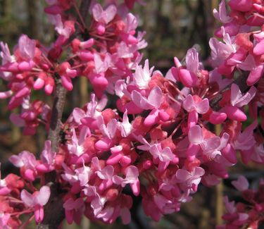 Cercis canadensis Hearts of Gold - Eastern Redbud