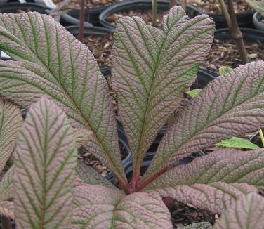 Rodgersia pinnata Fireworks - Featherleaf Rodgersia