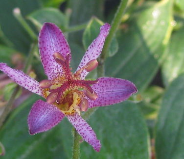 Tricyrtis formosana Samurai - Toadlily