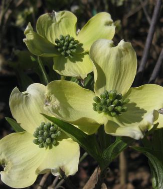 Cornus florida Appalachian Spring