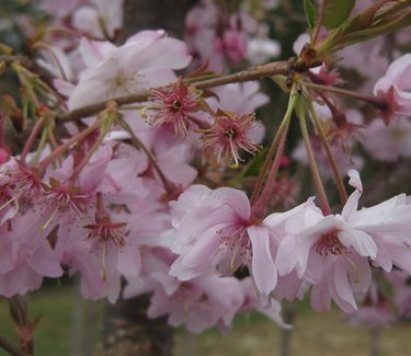 Prunus subhirtella var. autumnalis - Autumn Flowering Cherry