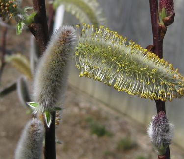 Salix chaenomeloides - Japanese Pussy Willow 