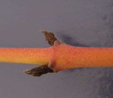 Cornus sanguinea Arctic Sun™ - Bloodtwig Dogwood (Twig Color - Nov)