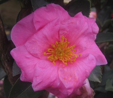 Camellia x 'Winter's Joy' 