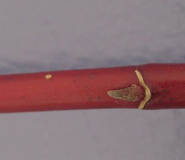 Cornus sericea (stolonifera) 'Baileyi' - Redosier Dogwood (Twig color - Nov)