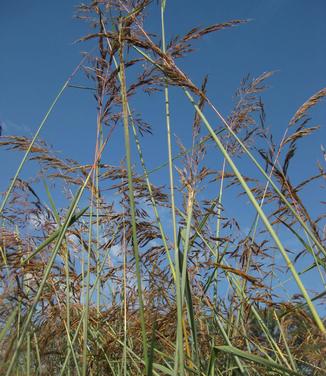 Sorgastrum nutans Indian Steel - Indian Grass