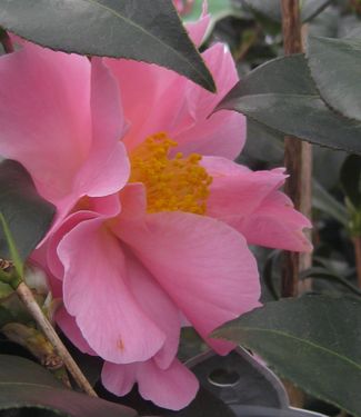 Camellia x Pink Icicle 