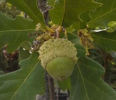  Quercus x Regal Prince