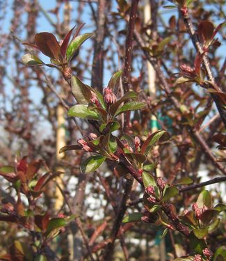 Malus x Prairifire