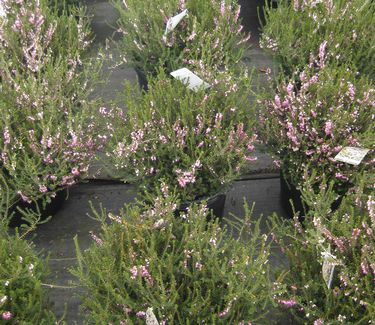 Erica x darleyensis Mediterranean Pink - Heath 