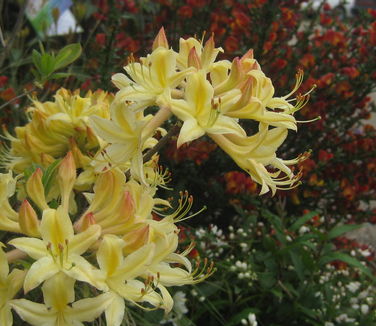 Rhododendron aus. x atl. Choice Cream