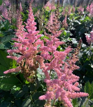 Astilbe chinensis 'Visions in Pink' - Chinese Astilbe from Pleasant Run Nursery