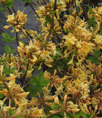  Rhododendron aus. x (atlan. x pericly.) My Mary (@ The Rutgers Gardens)