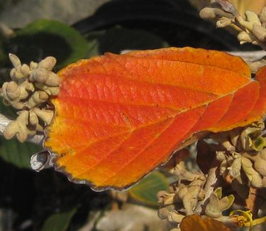 Hamamelis x intermedia 'Jelena' - Witchhazel (Fall color)