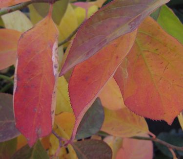 Itea virginica 'Merlot' - Sweetspire (Fall color)