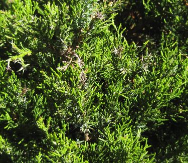 Juniperus virginiana Emerald Sentinel™-Eastern Redcedar 
