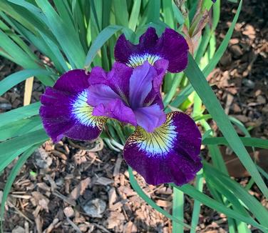 Iris siberica Contrast in Styles