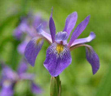 Iris versicolor 'Purple Flame' - Blue Flag Iris (Photo North Creek Nurseries)
