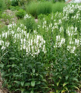 Physostegia virginiana Miss Manners - Miss Manners Obedient (Photo: North Creek Nurseries)