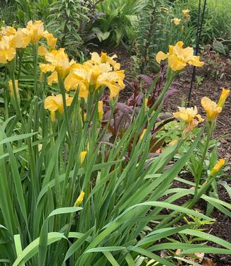 Iris siberica 'Sunfisher' - Siberian Iris from Pleasant Run Nursery
